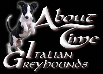 Breeder of Italian Greyhounds