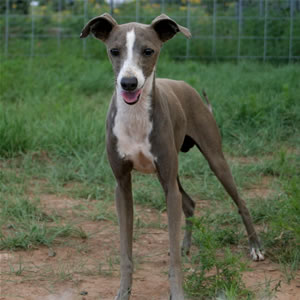blue and white italian greyhound