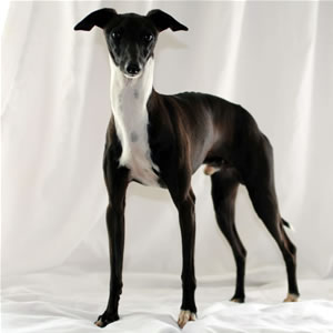 black and white italian greyhound
