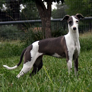 blue and white italian greyhound