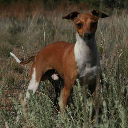 ItalianGreyhound Spytfire 10 jpg