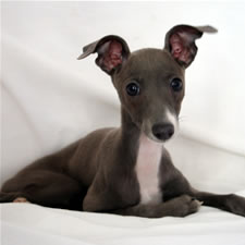 Blue Italian Greyhound Blue