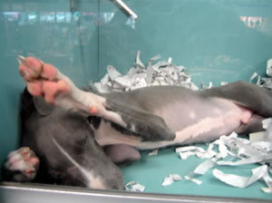 a cramped IG puppy in a petstore cage