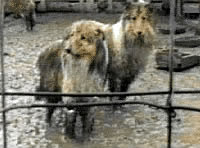 Puppy Mill dogs in filthy conditions producing Pet store puppies