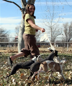 Italian Greyhound Puppy Socialization