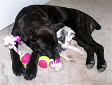 IG Puppy Socializing with Large Dogs