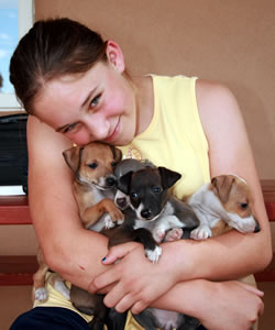 Italian Greyhound Pups and Kids