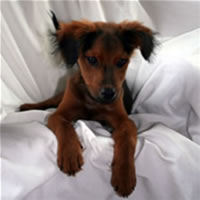 irish setter chihuahua mix
